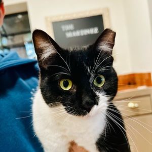 Meet your Posher, Genesis